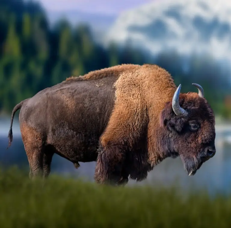 bison