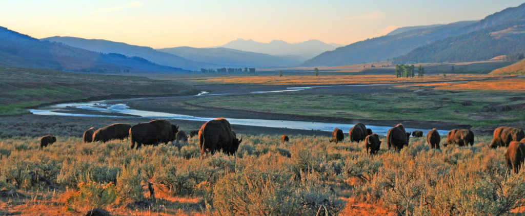 bison in Lamar Valley