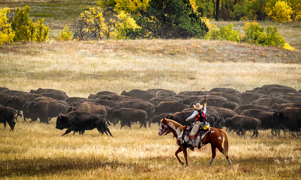 rider rounding up bison