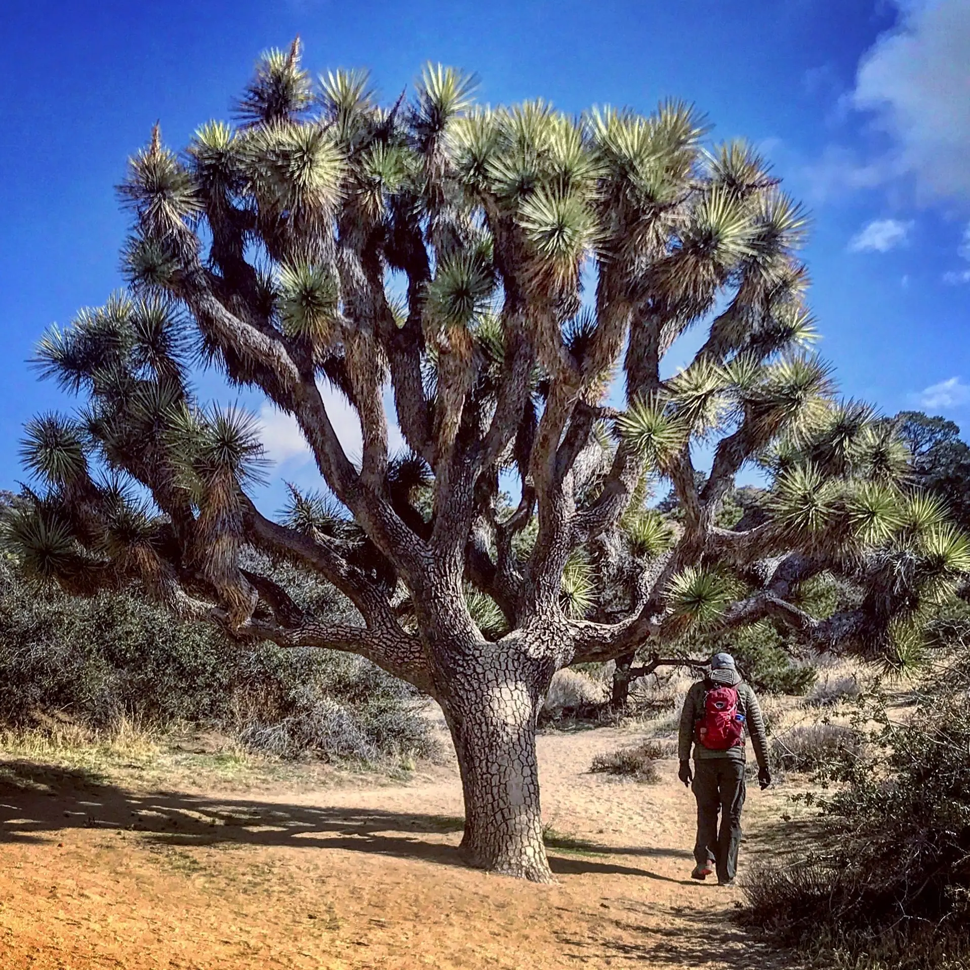 Matt Smith walking by a Joshua Tree in Joshua Tree National Park, California