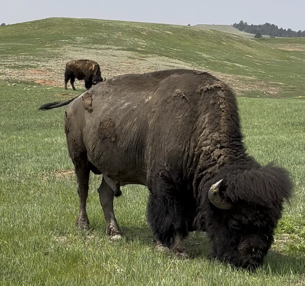 bison