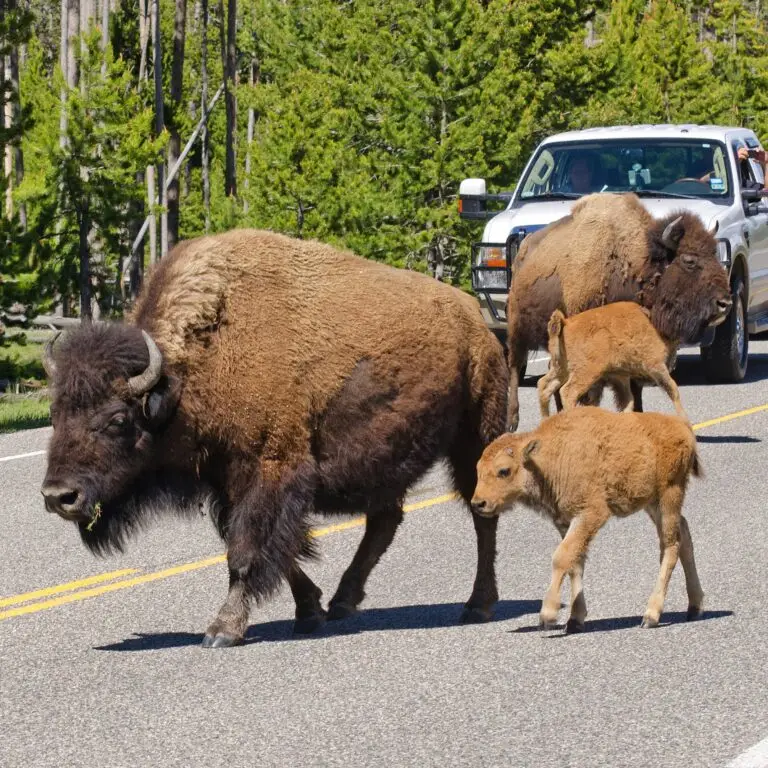 bison on a road