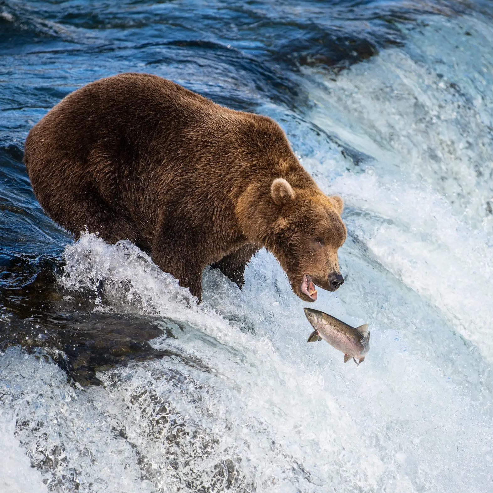 Katmai National Park Bear Viewing